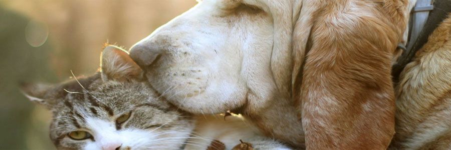 Las mascotas ideales para Sagitario